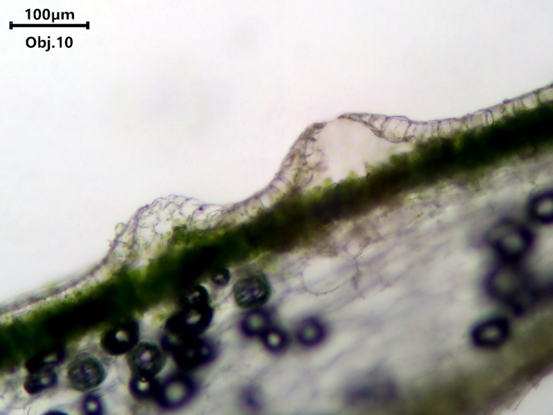 Lunularia cruciata (L.) Dumort. ex Lindb., 1868 #81124