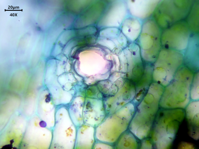 Lunularia cruciata (L.) Dumort. ex Lindb., 1868 #81125