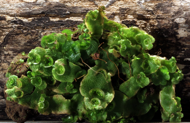 Lunularia cruciata (L.) Dumort. ex Lindb., 1868 #81120