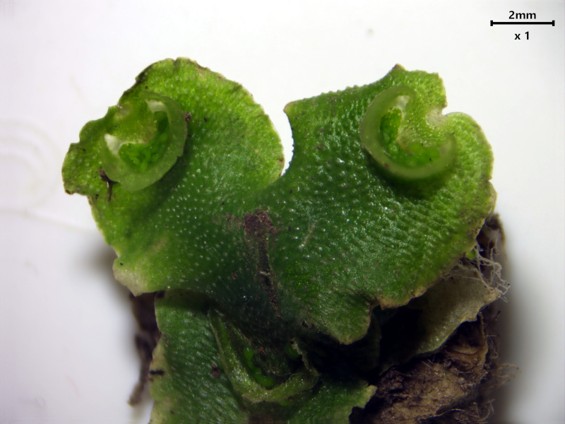 Lunularia cruciata (L.) Dumort. ex Lindb., 1868 #81121