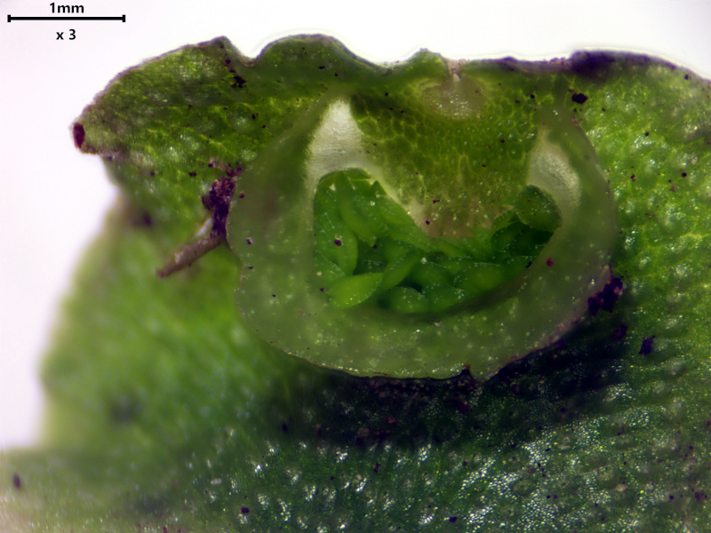 Lunularia cruciata (L.) Dumort. ex Lindb., 1868 #81122
