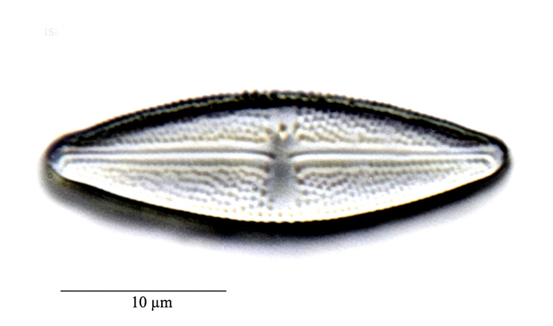 Luticola isabelae #71966