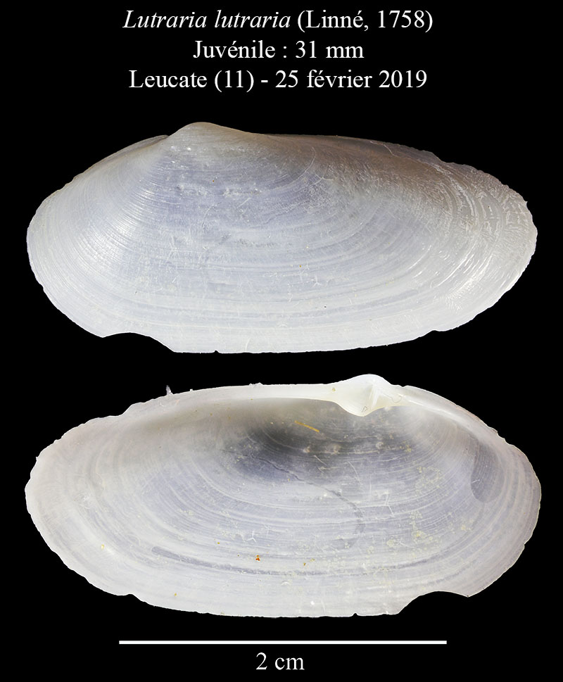 Lutraria lutraria #58248