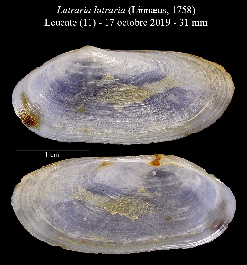 Lutraria lutraria #63093