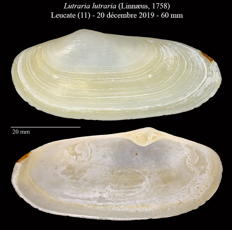 Lutraria lutraria #63091