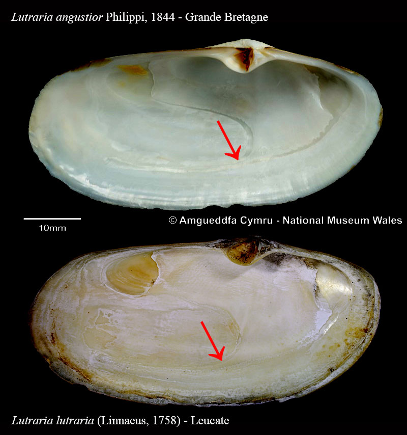 Lutraria lutraria #63088