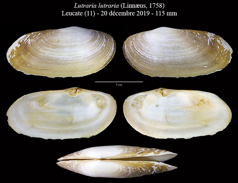 Lutraria lutraria #63090