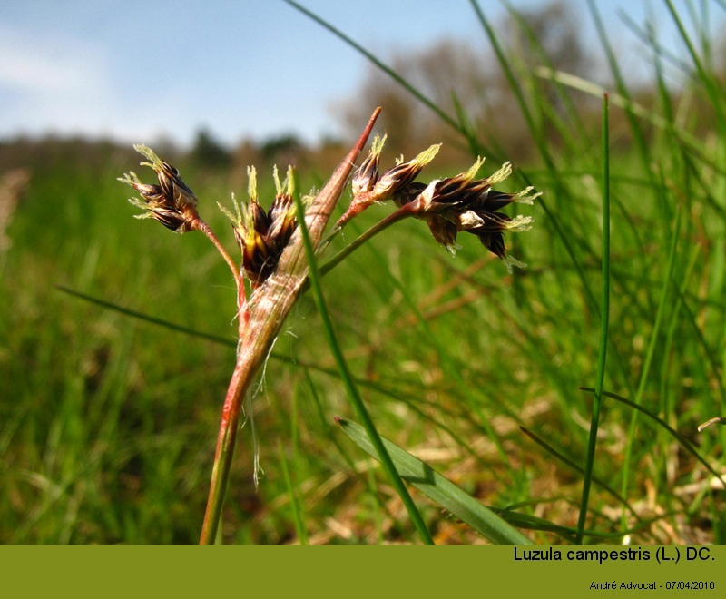 Luzula campestris (L.) DC. #15868