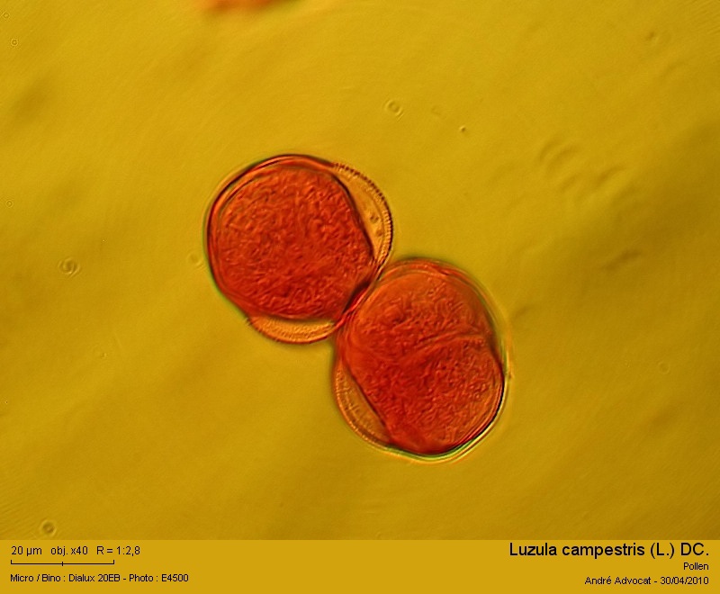 Luzula campestris (L.) DC. #15870