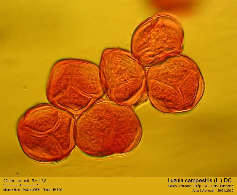Luzula campestris (L.) DC. #15869