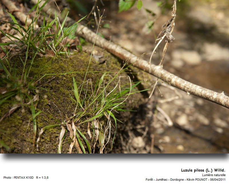 Luzula pilosa (L.) Willd. #21593