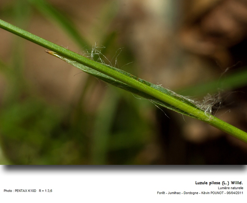 Luzula pilosa (L.) Willd. #21594