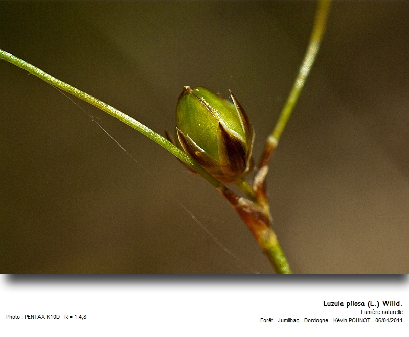 Luzula pilosa (L.) Willd. #21596