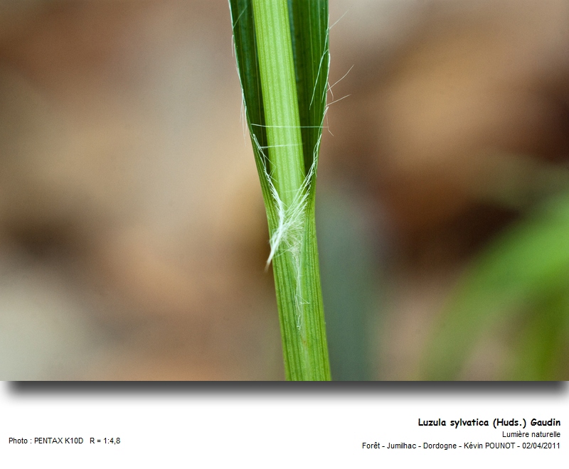 Luzula sylvatica (Huds.) Gaudin #21522