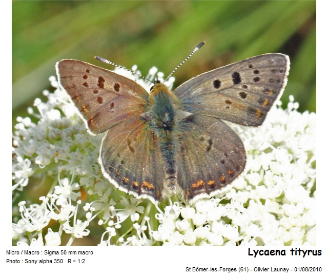 Lycaena tityrus (Poda, 1761) - Le Cuivré fuligineux #21553