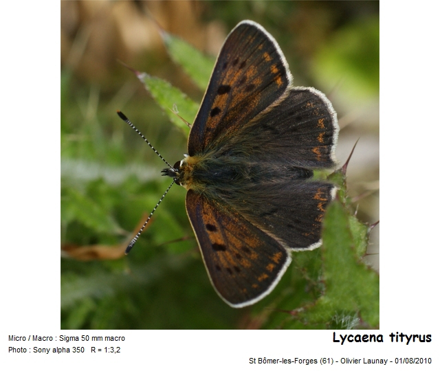 Lycaena tityrus (Poda, 1761) - Le Cuivré fuligineux #21555