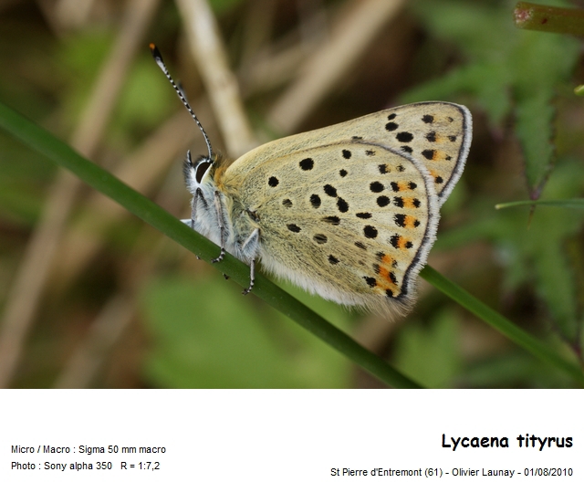 Lycaena tityrus (Poda, 1761) - Le Cuivré fuligineux #21556