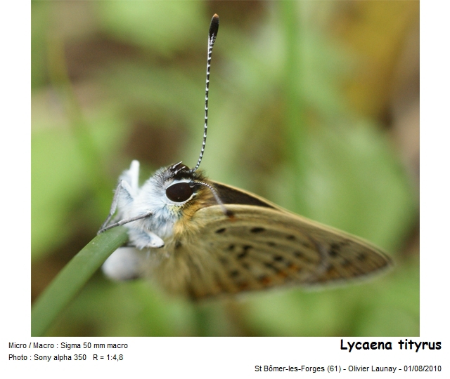 Lycaena tityrus (Poda, 1761) - Le Cuivré fuligineux #21552