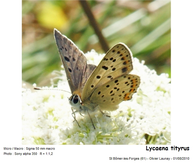 Lycaena tityrus (Poda, 1761) - Le Cuivré fuligineux #21554