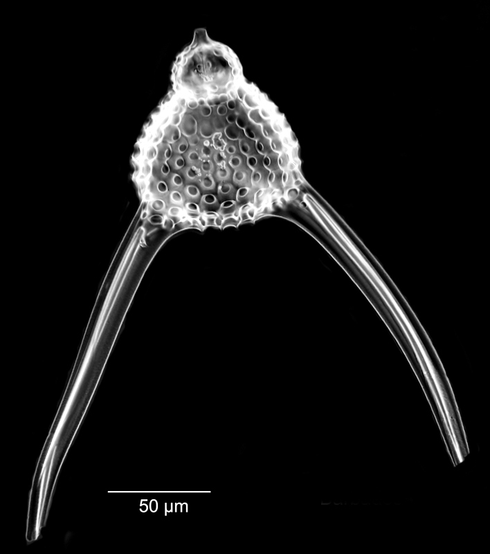 Lychnocamium klausi #78292
