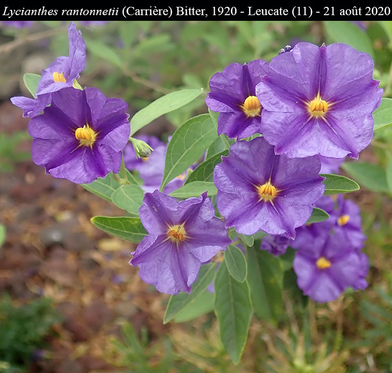 Lycianthes rantonnetii #64282