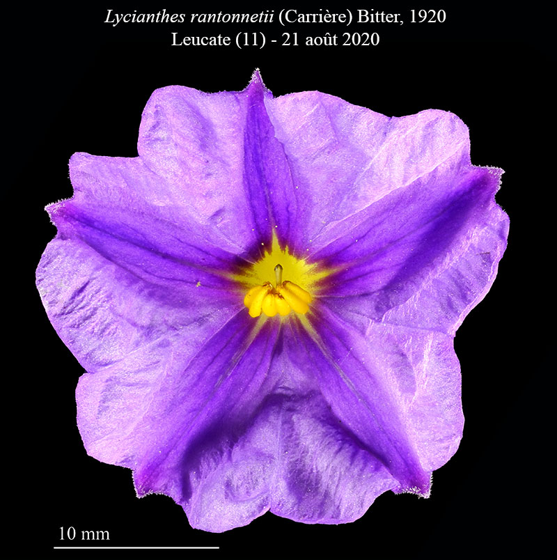 Lycianthes rantonnetii #64284