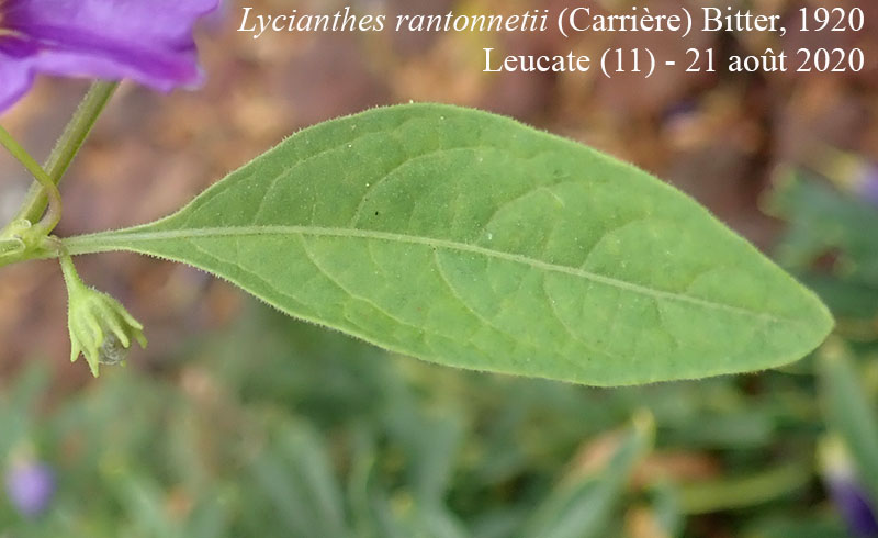 Lycianthes rantonnetii #64281
