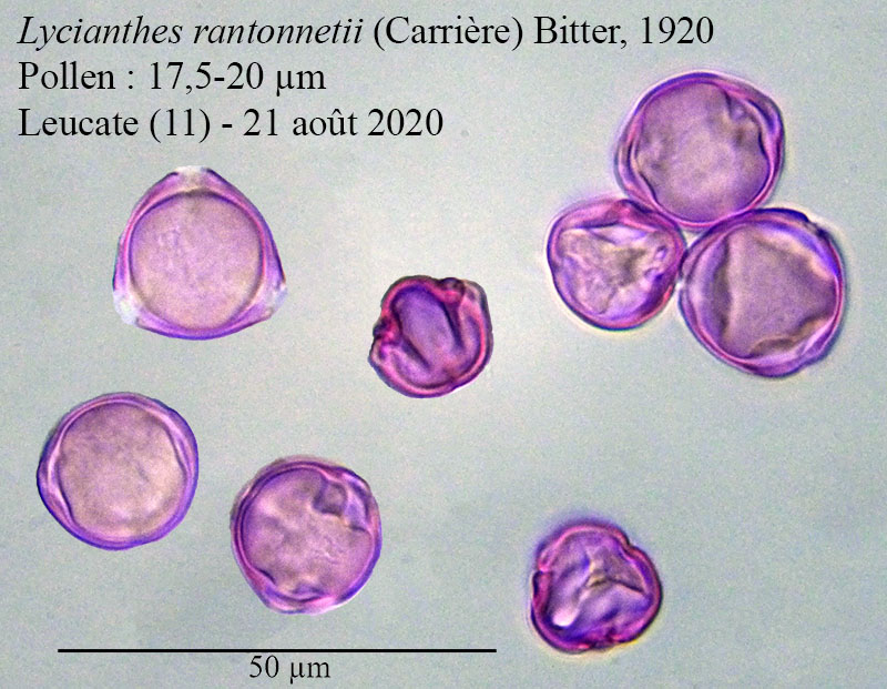 Lycianthes rantonnetii #64289