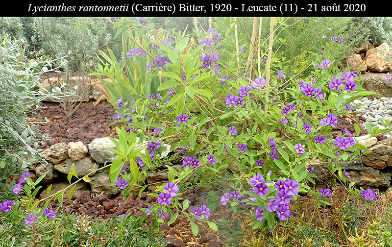 Lycianthes rantonnetii #64278