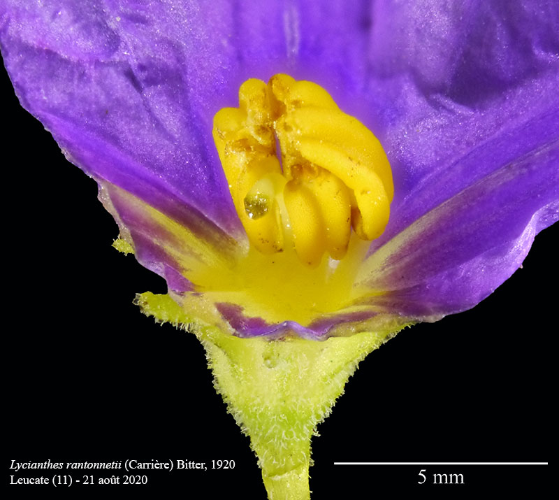 Lycianthes rantonnetii #64286
