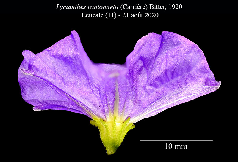 Lycianthes rantonnetii #64285