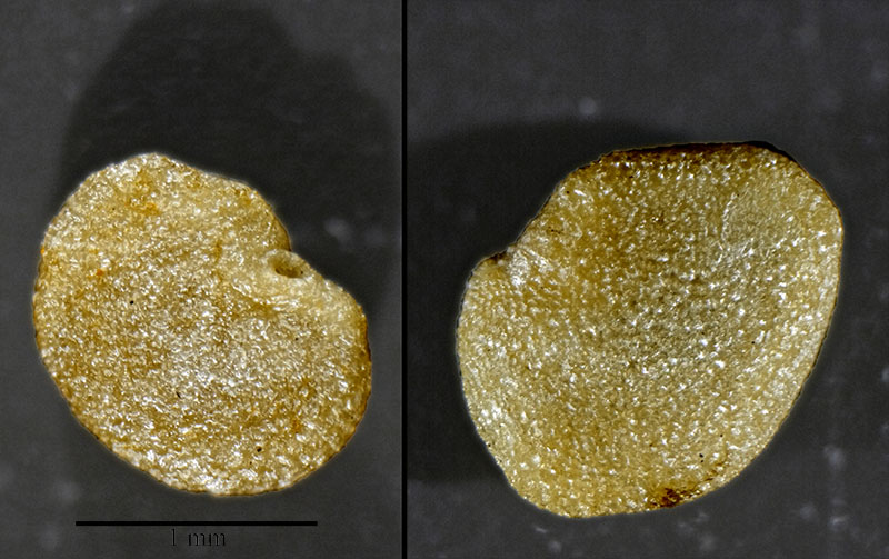 Lycium barbarum #52947