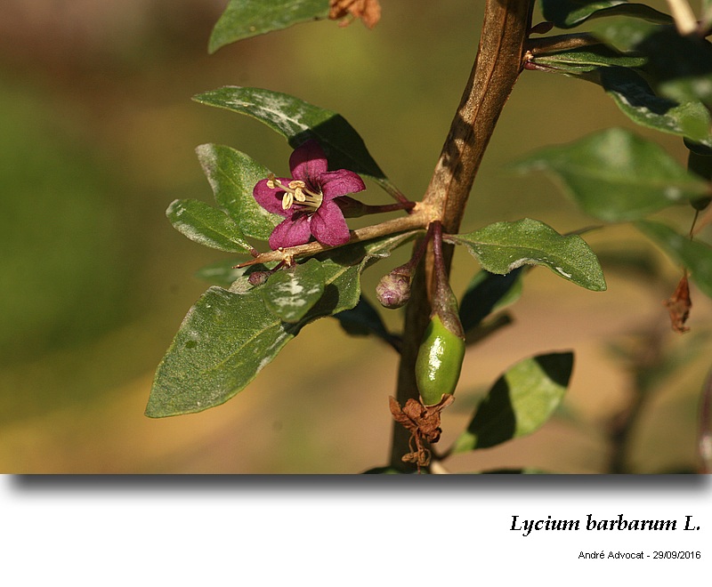 Lycium barbarum L. #47264