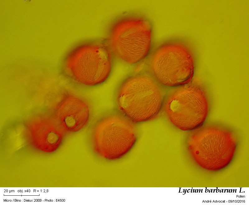 Lycium barbarum L. #47266