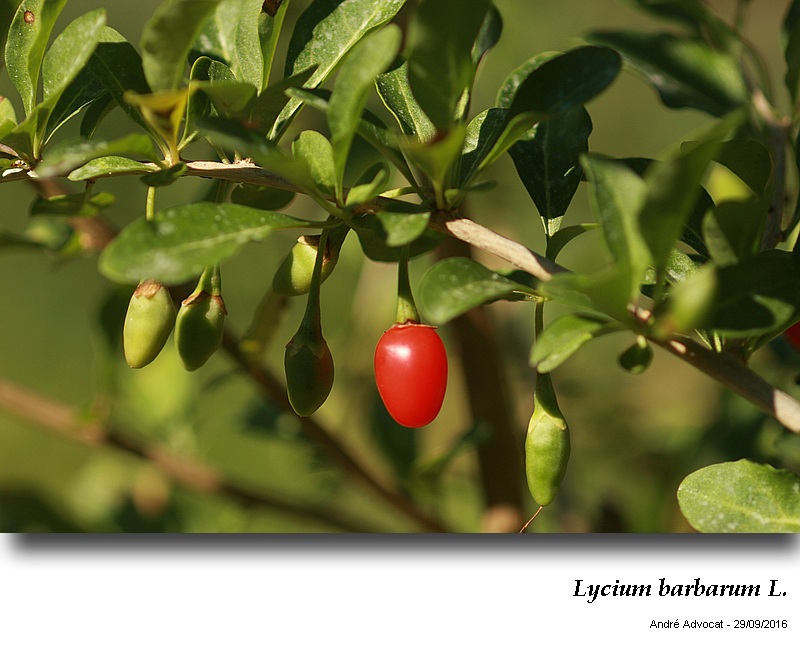 Lycium barbarum L. #47265