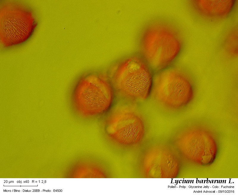 Lycium barbarum L. #47268