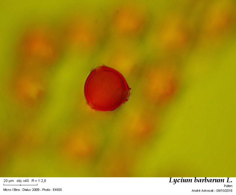Lycium barbarum L. #47267