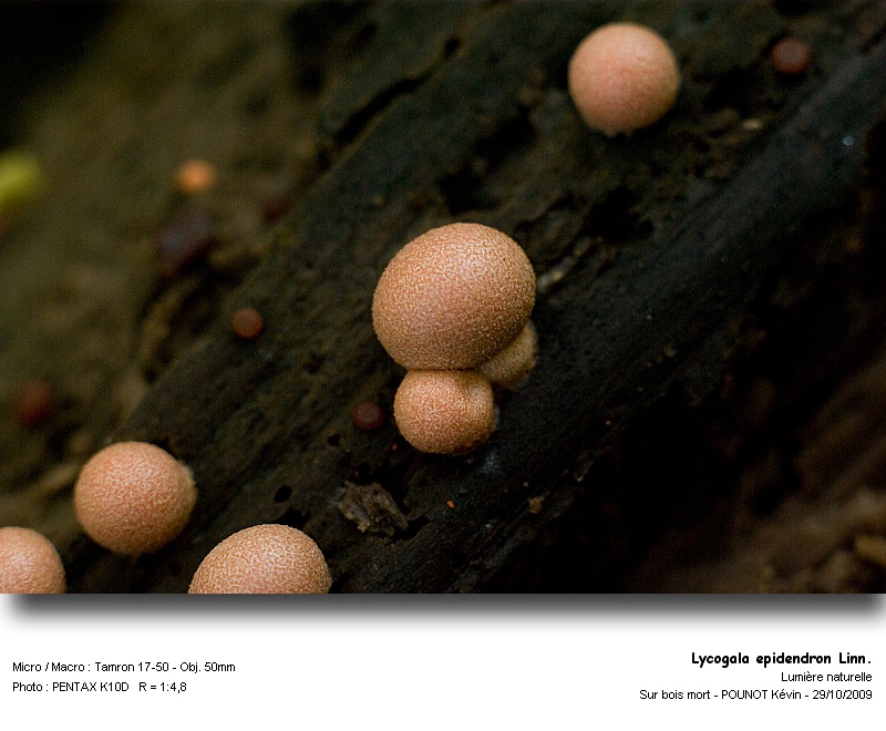 Lycogala epidendron Linn. - Lycogale des arbres #13659