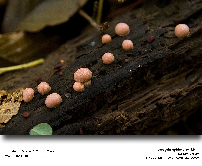 Lycogala epidendron Linn. - Lycogale des arbres #13658