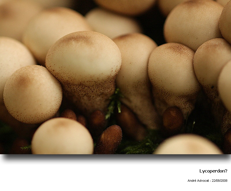 Lycoperdon pyriforme Schaeff.ex Pers. #5609