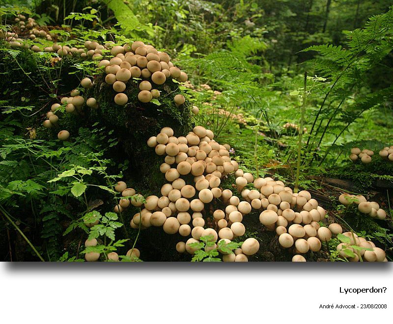 Lycoperdon pyriforme Schaeff.ex Pers. #5608