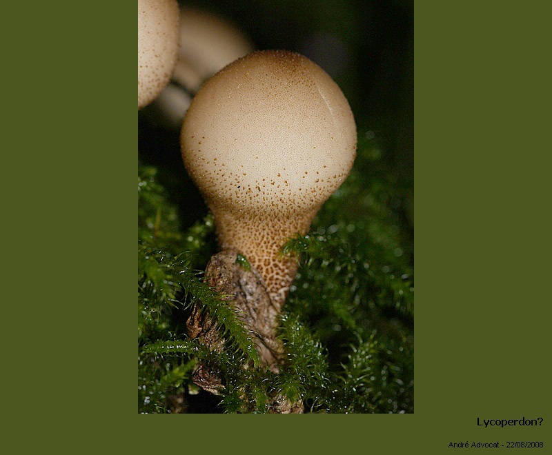 Lycoperdon pyriforme Schaeff.ex Pers. #5610