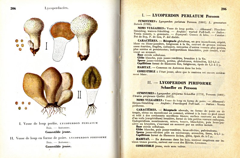 Lycoperdon pyriforme Schaeff.ex Pers. #5614