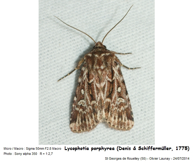 Lycophotia porphyrea (D. & S., 1775) - L Ondulée #43704