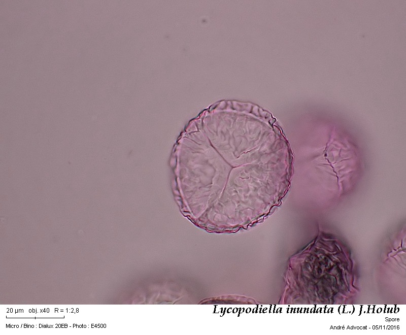 Lycopodiella inundata (L.) J.Holub #47505
