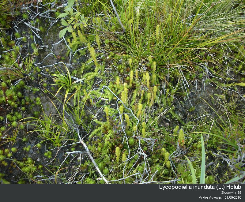 Lycopodiella inundata (L.) Holub #18168