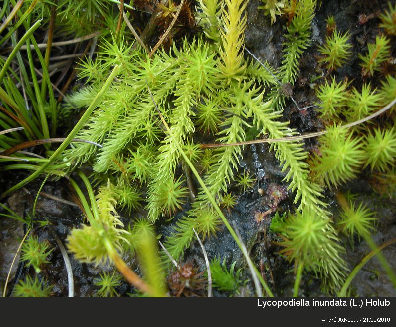 Lycopodiella inundata (L.) Holub #18170