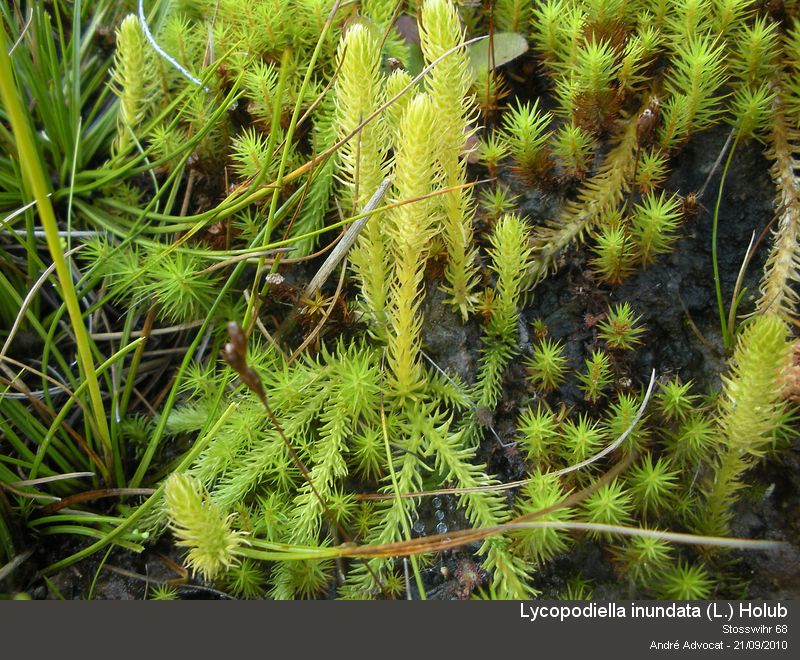 Lycopodiella inundata (L.) Holub #18169