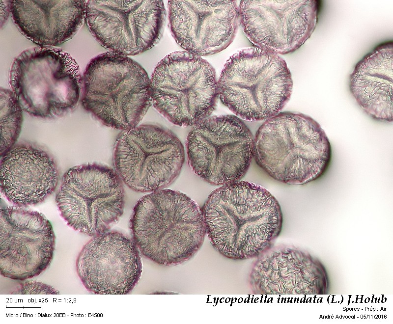 Lycopodiella inundata (L.) J.Holub #47504