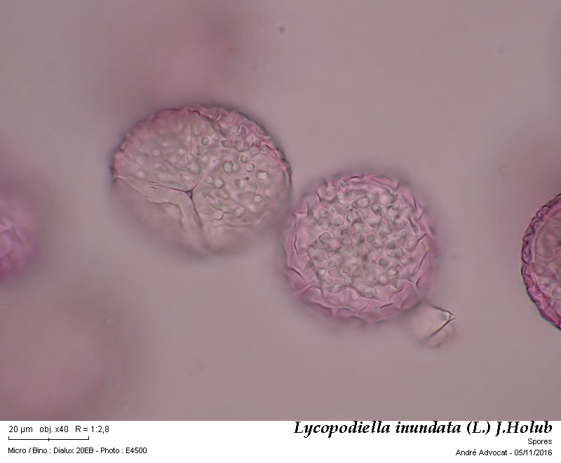 Lycopodiella inundata (L.) J.Holub #47503